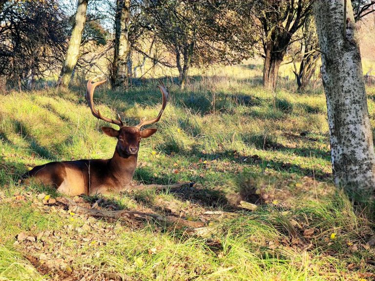 зандворт-заповедник
